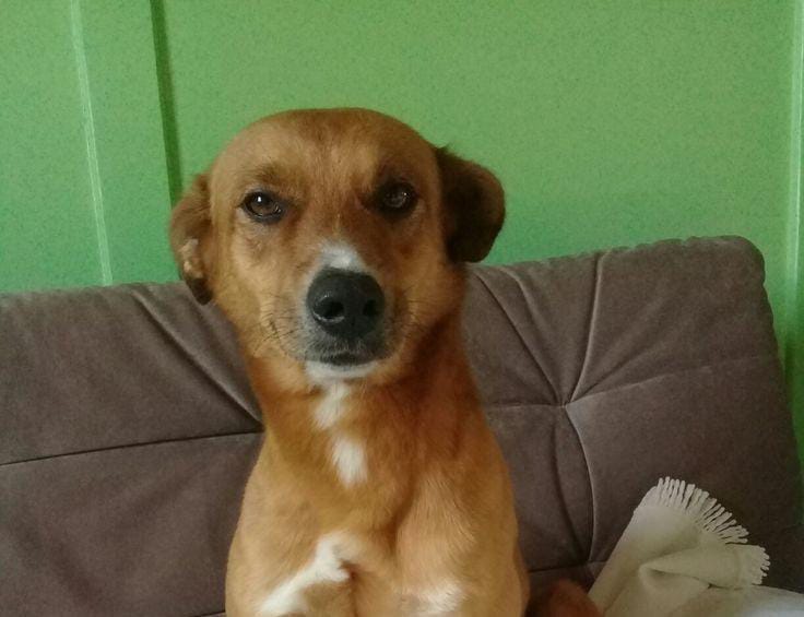 Foto de frank, un perro adorable listo para adopción