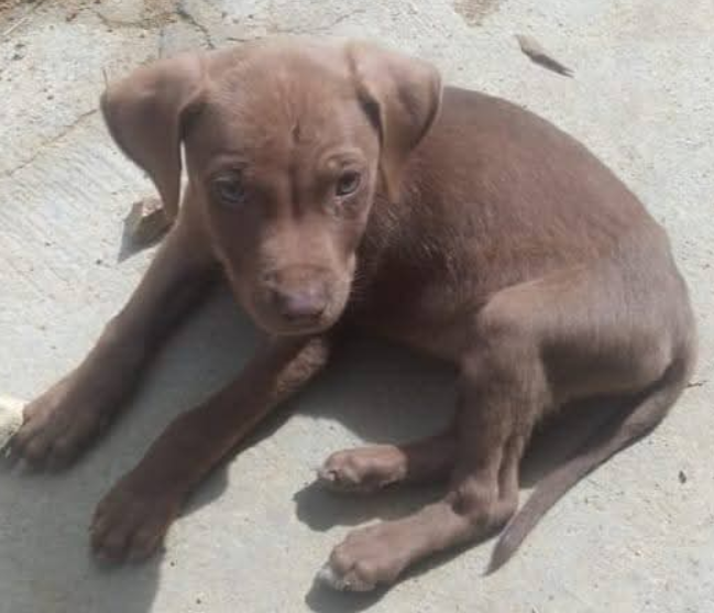 Foto de milo, un perro adorable listo para adopción
