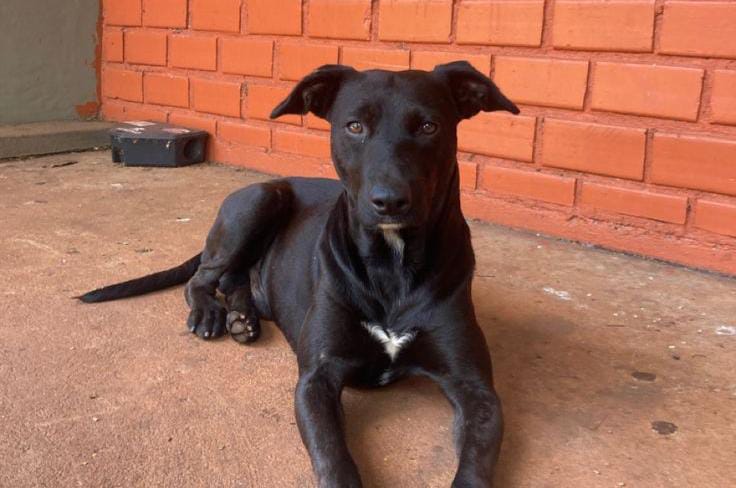 Foto de lupe, un perro adorable listo para adopción